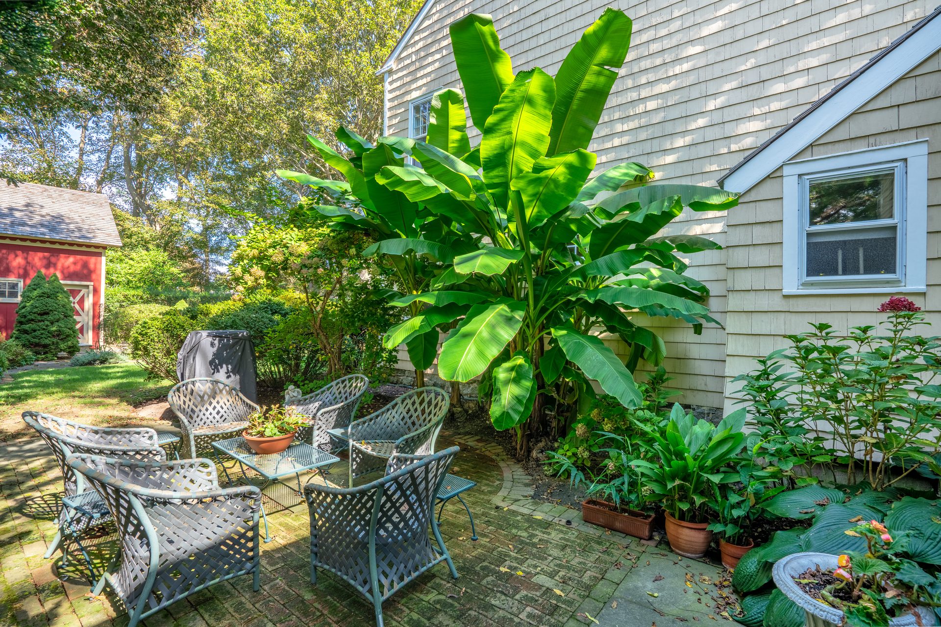 Banana tree on the brick patio